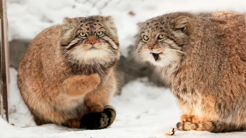 Novosibirsk Zooのミアとジョージの動画