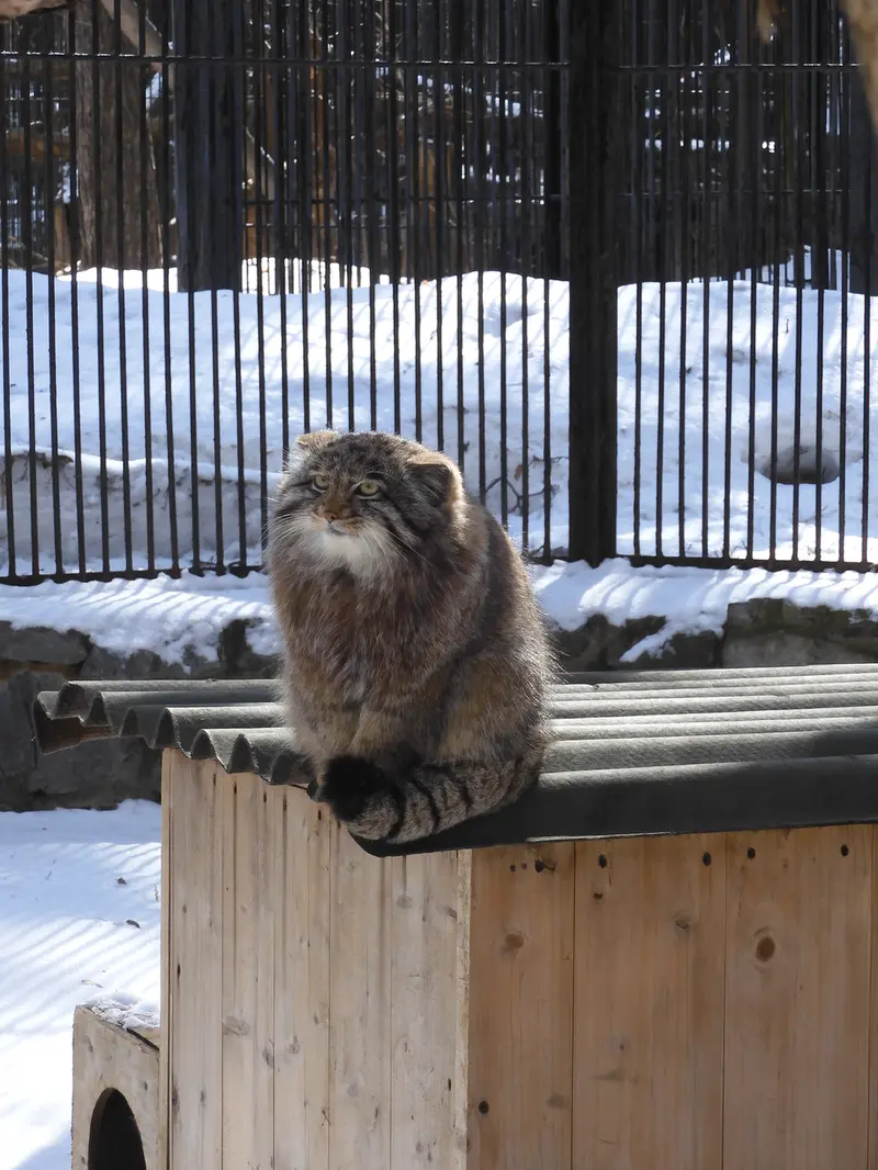ノヴォシビルスク動物園のグレイの写真