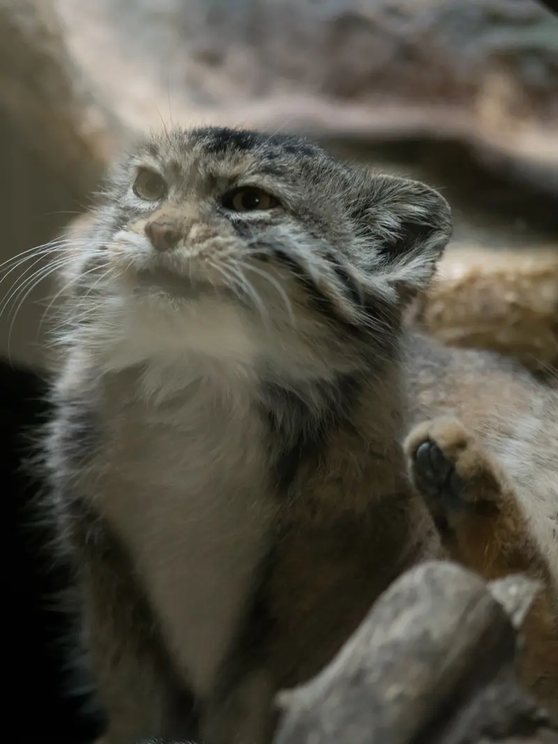 恩賜上野動物園のプリームラの写真