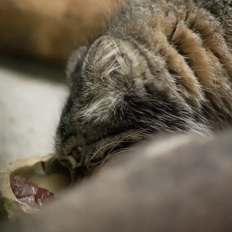 恩賜上野動物園のサフランの写真