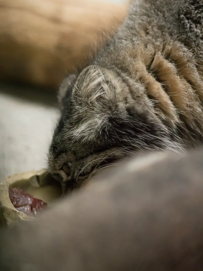 恩賜上野動物園のサフランの写真