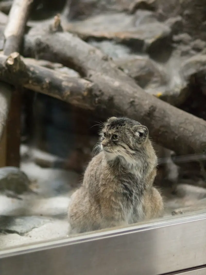 恩賜上野動物園のプリームラの写真