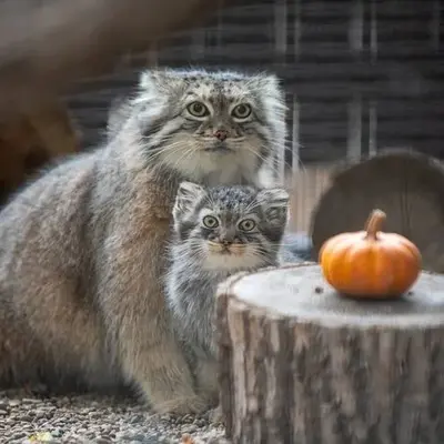 グレートプレーンズ動物園のサルヒとタシの写真