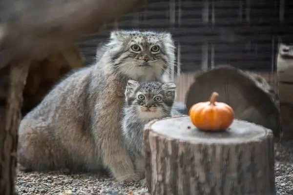 グレート・プレーンズ動物園のサルヒとタシの写真