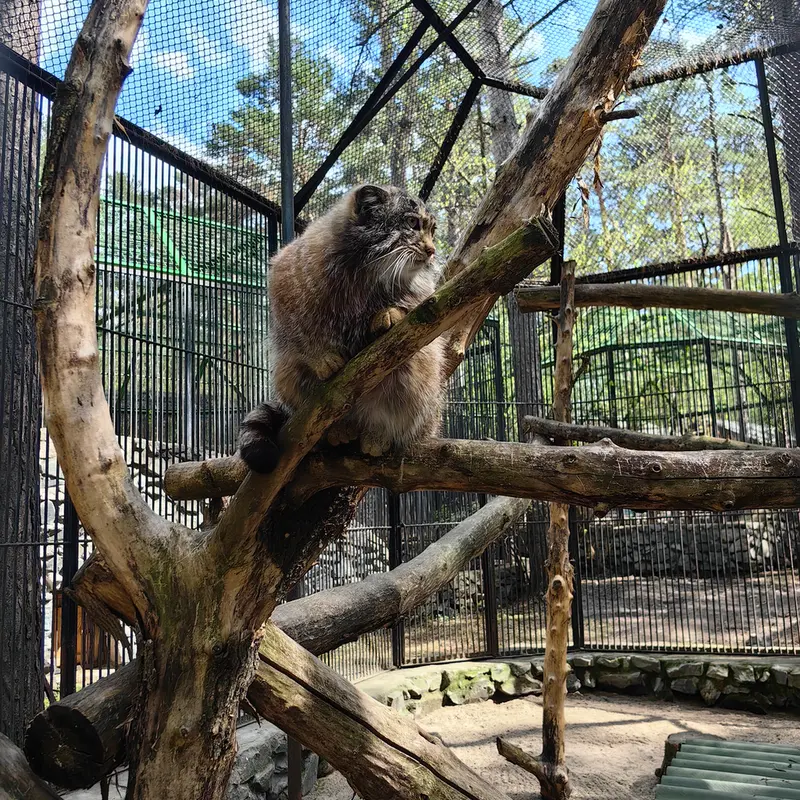 ノヴォシビルスク動物園のグレイの写真