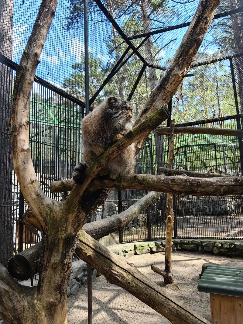 ノヴォシビルスク動物園のグレイの写真