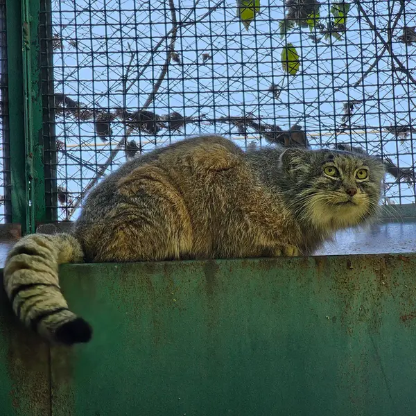 ブダペスト動物園・植物園のボフスの写真