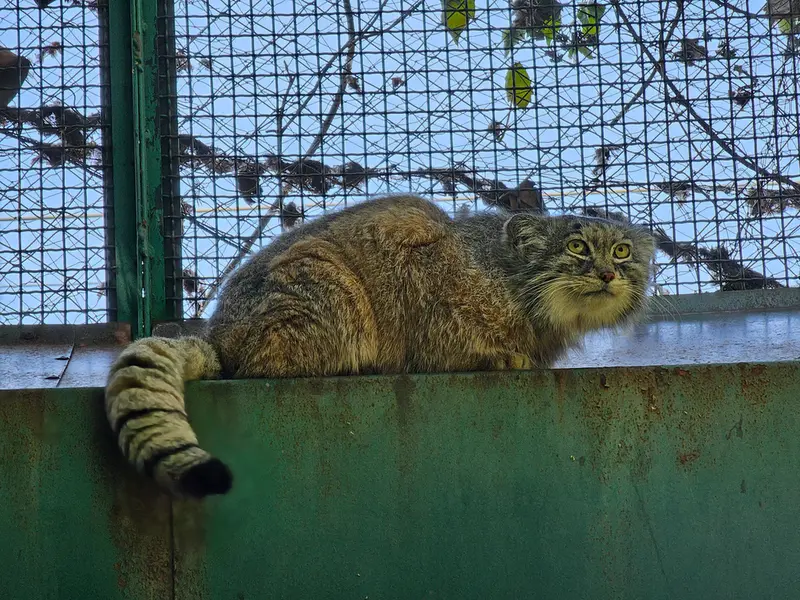 ブダペスト動物園・植物園のボフスの写真