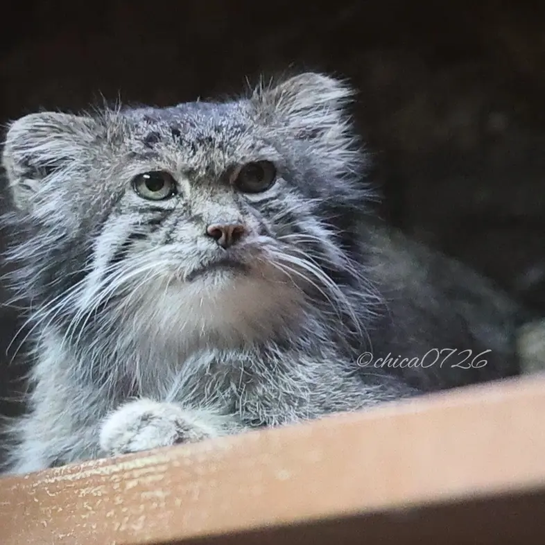 恩賜上野動物園のクリョンの写真