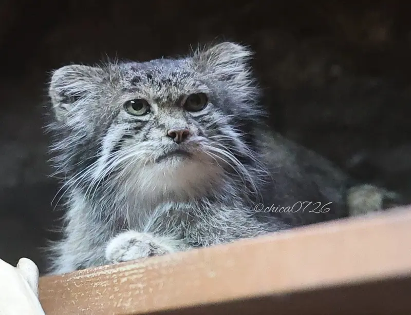 恩賜上野動物園のクリョンの写真