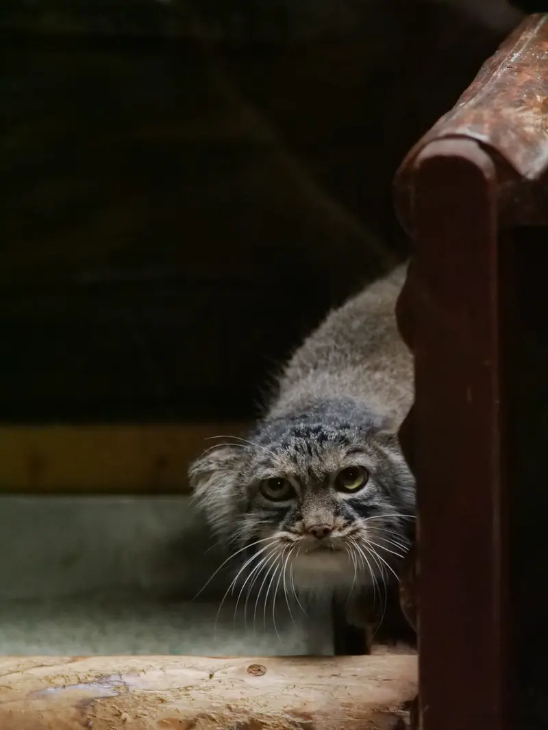 恩賜上野動物園のサフランの写真
