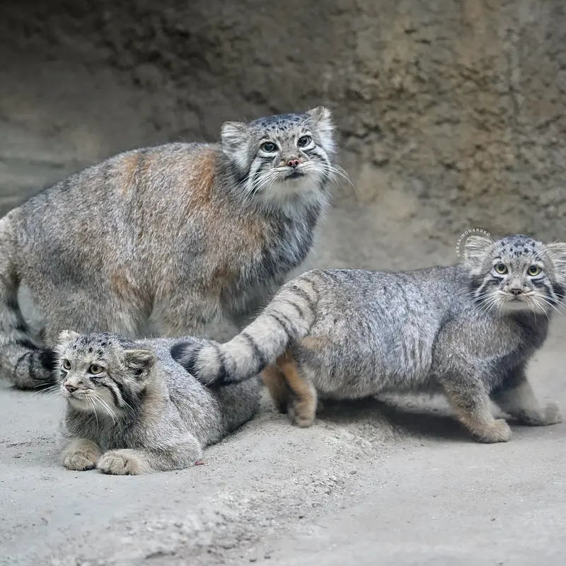 神戸どうぶつ王国のアズ、サンとコモレビの写真