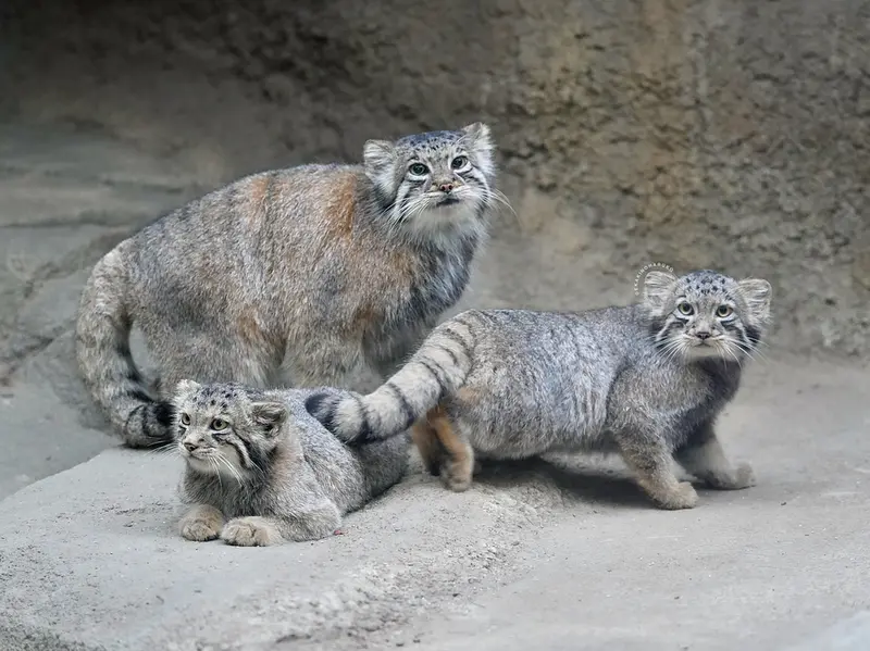 神戸どうぶつ王国のアズ、サンとコモレビの写真
