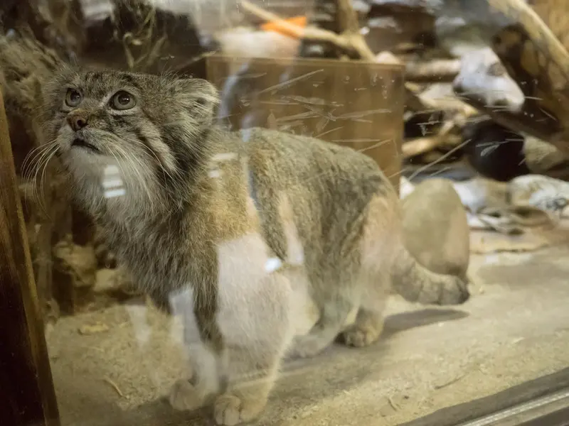 恩賜上野動物園のクリョンの写真