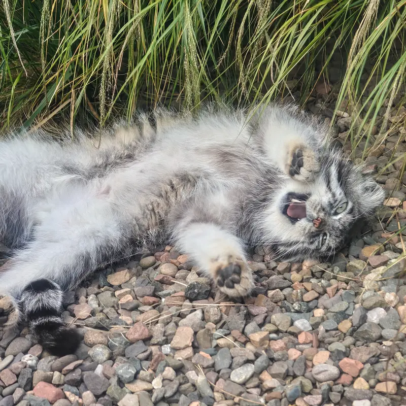 エディンバラ動物園のアキコの写真