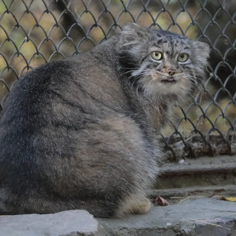 ノヴォシビルスク動物園のアデルの写真