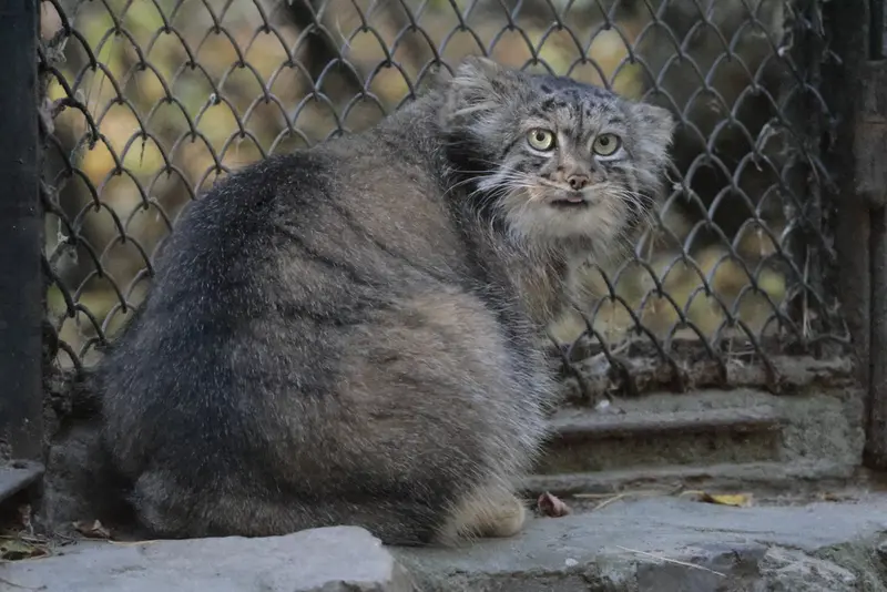 ノヴォシビルスク動物園のアデルの写真