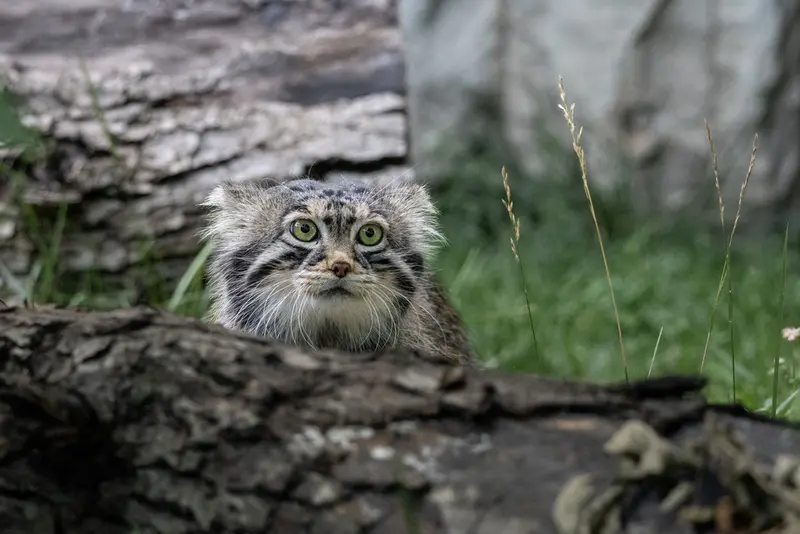 モスクワ動物園のティモフェイの写真