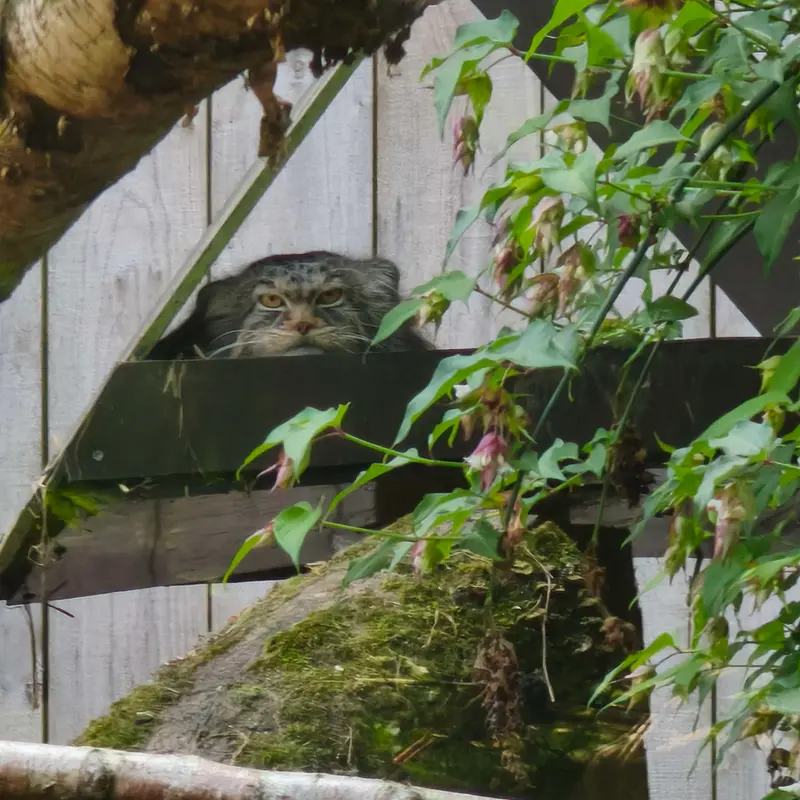 トレゴムール動物園のイウォークの写真