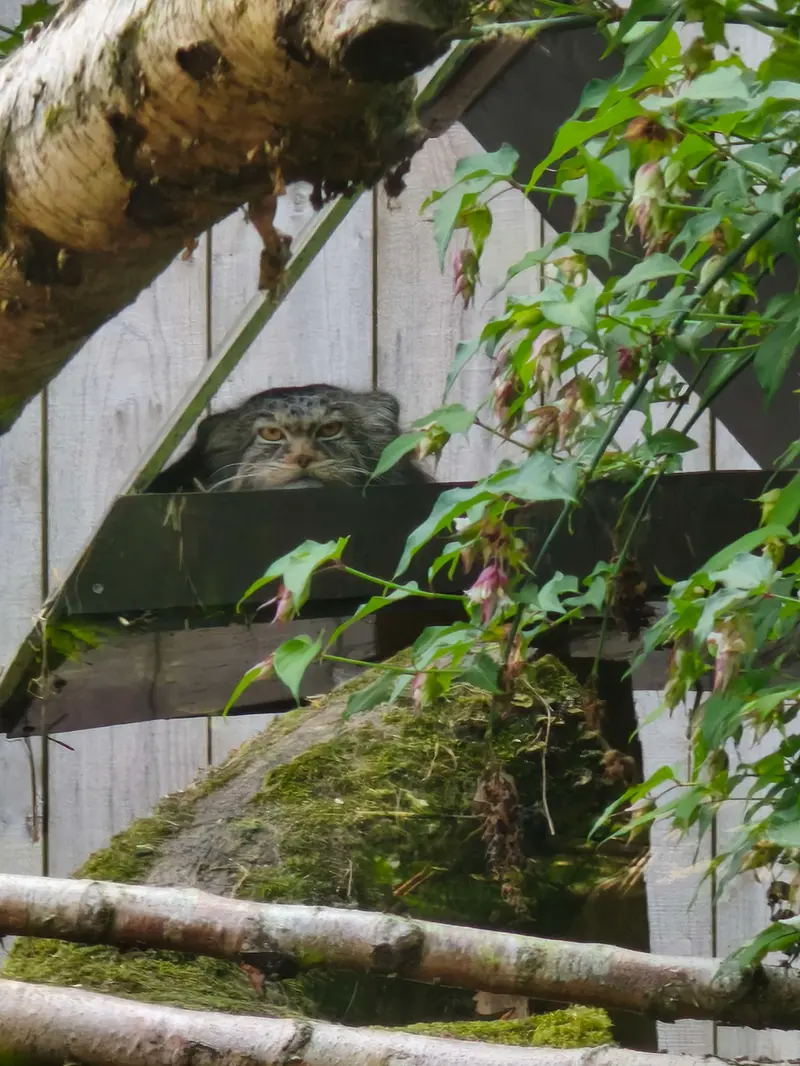 トレゴムール動物園のイウォークの写真