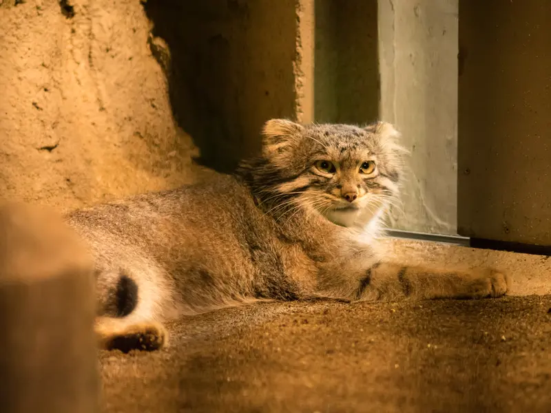 野毛山動物園のフィーガの写真