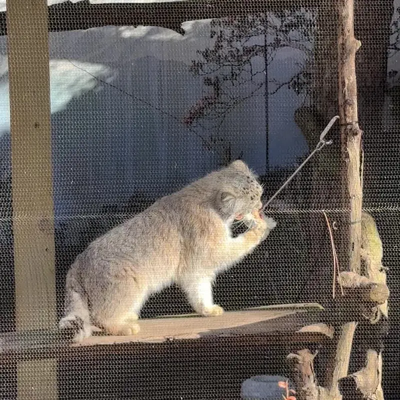 ポッター・パーク動物園のマヌルネコの写真