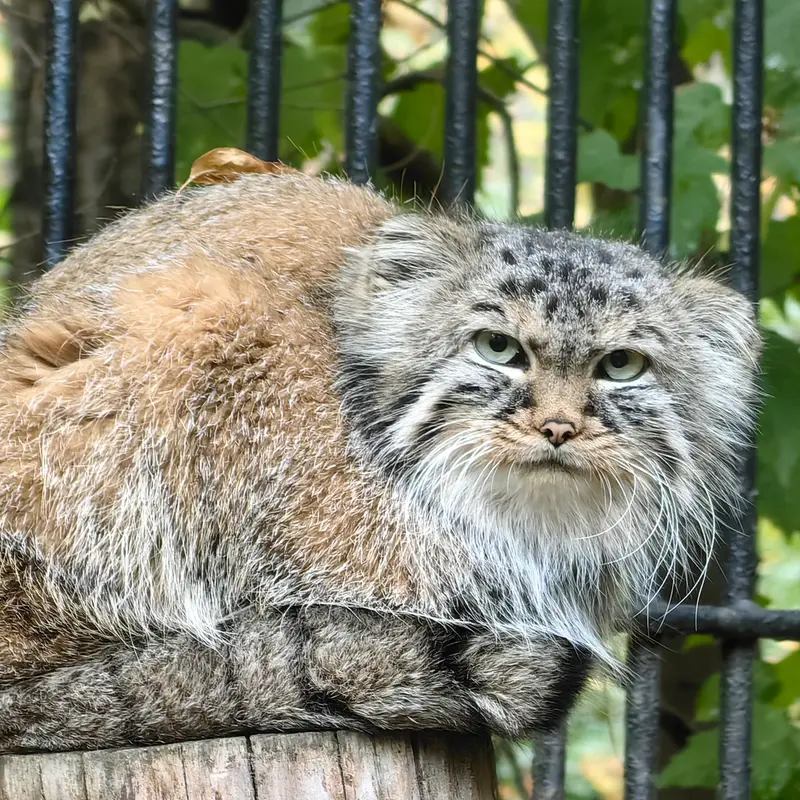 ノヴォシビルスク動物園のガビの写真
