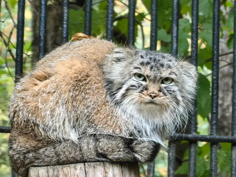 ノヴォシビルスク動物園のガビの写真