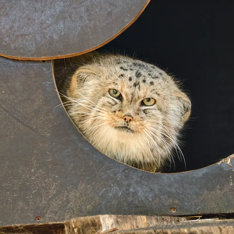コシツェ動物園のアラニの写真