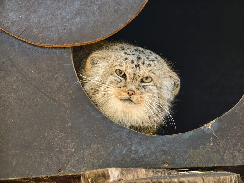 コシツェ動物園のアラニの写真