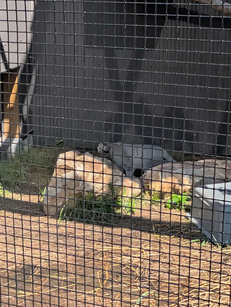 エルムウッド・パーク動物園のマヌルネコの写真