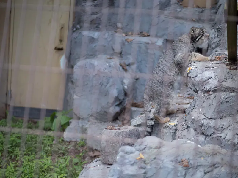 旭山動物園のヒデの写真