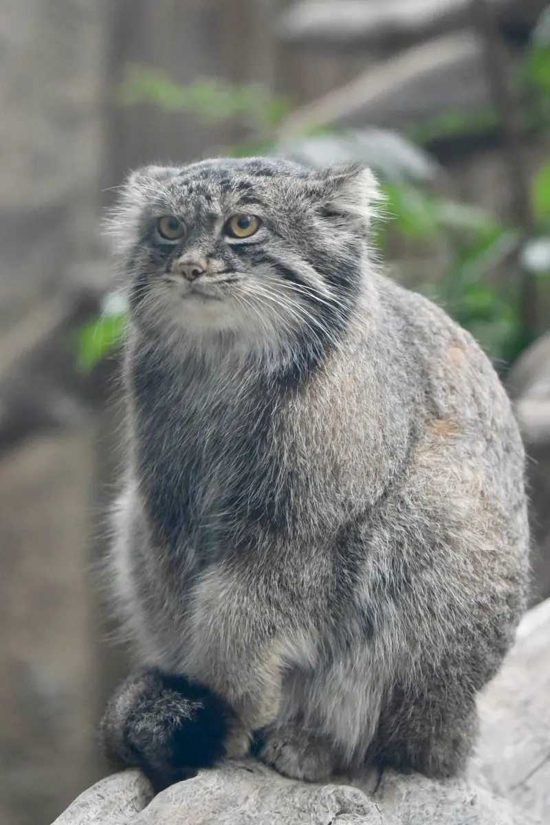 神戸どうぶつ王国のナルの写真