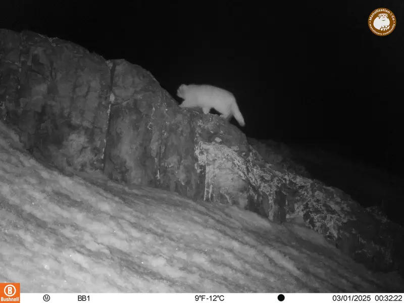 アクタス＝クンコラ［新］カメラトラップで撮影したOtocolobus manul manulの写真