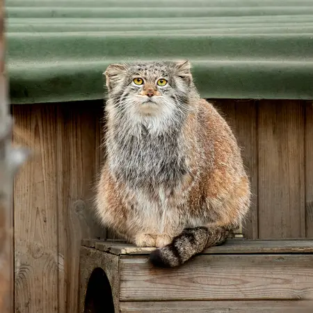 ノヴォシビルスク動物園のミアの写真