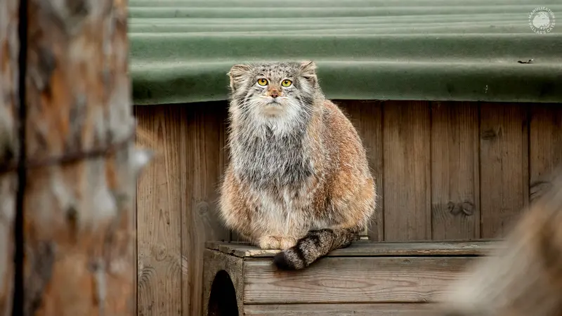 ノヴォシビルスク動物園のミアの写真