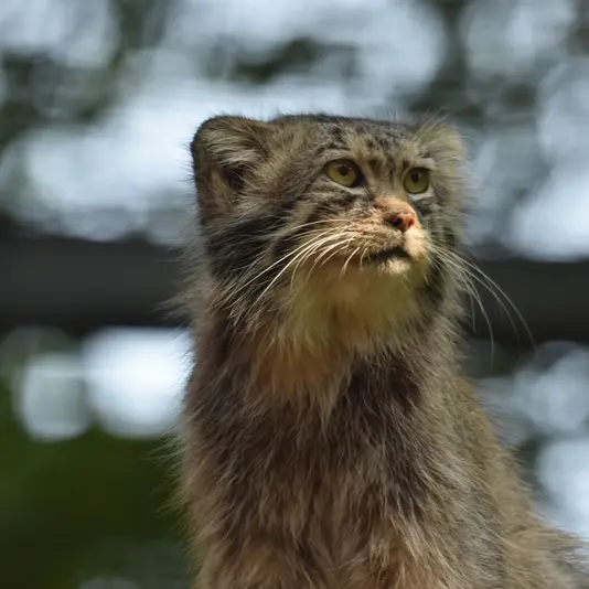 グダニスク動物園のマヌエルの写真
