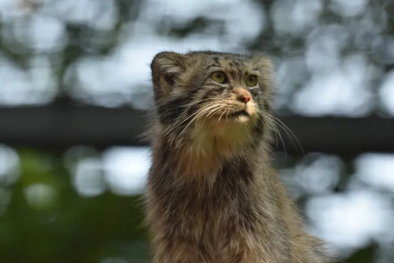 グダニスク動物園のマヌエルの写真