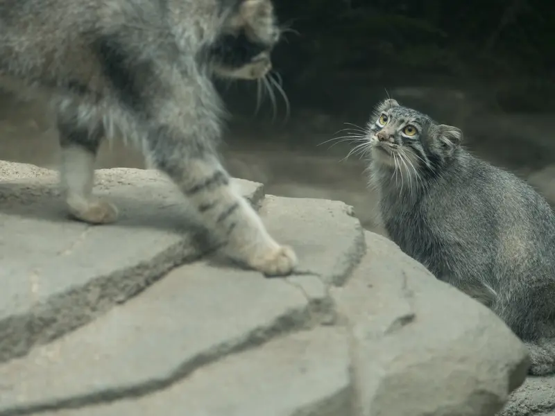 神戸どうぶつ王国のオトとメイの写真
