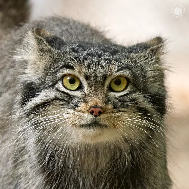 Novosibirsk Zooのマヌルネコのスネジンカ