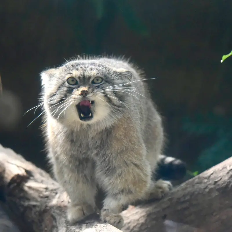 神戸どうぶつ王国のレフの写真