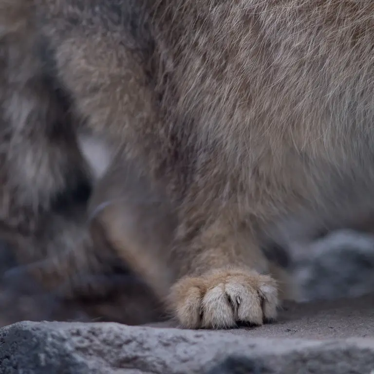 旭山動物園のグルーシャの写真