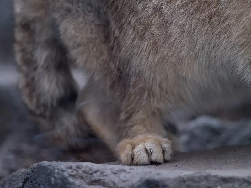 旭山動物園のグルーシャの写真