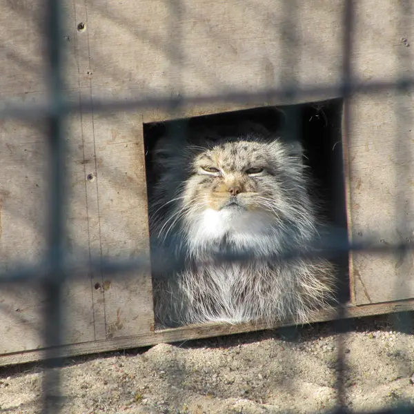 マクデブルク動物園のマヌエラの写真