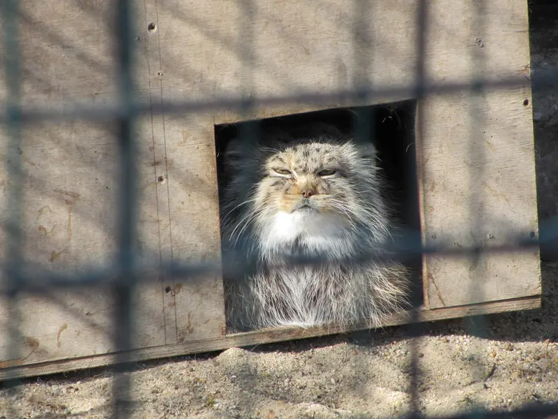 マクデブルク動物園のマヌエラの写真