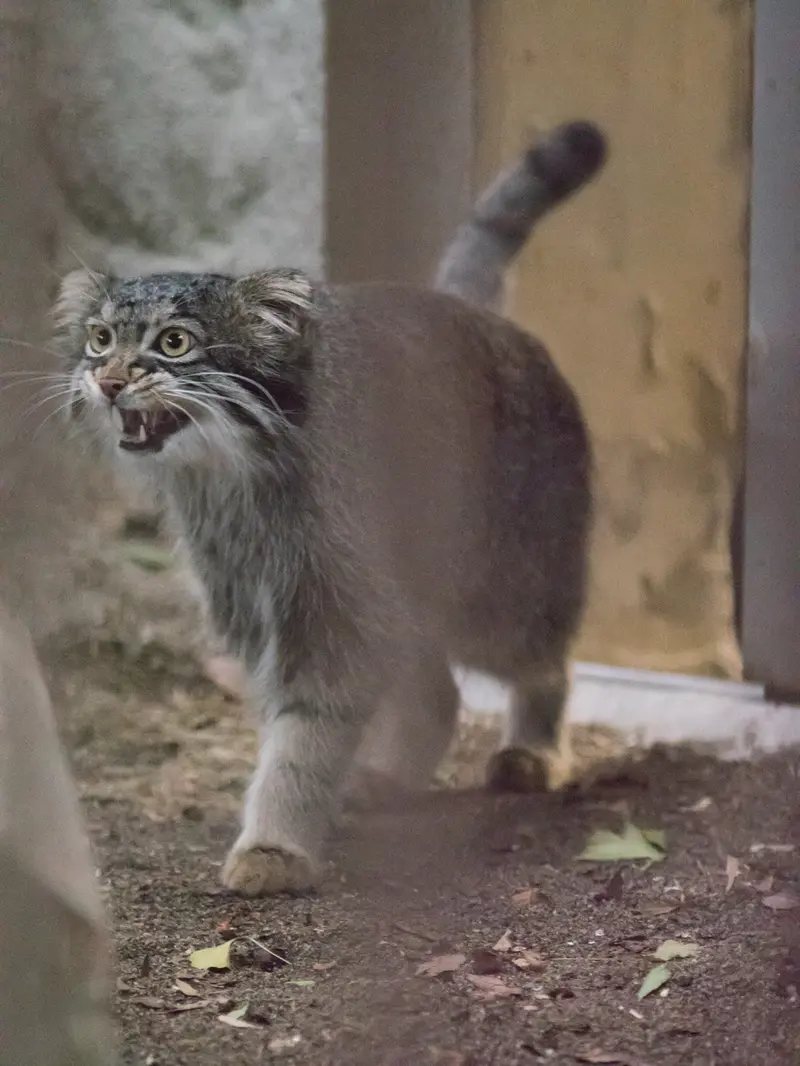 野毛山動物園のフィーガの写真