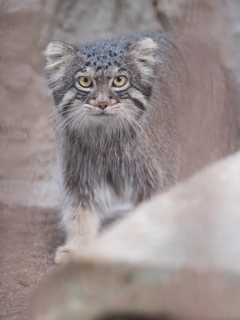 野毛山動物園のフィーガの写真