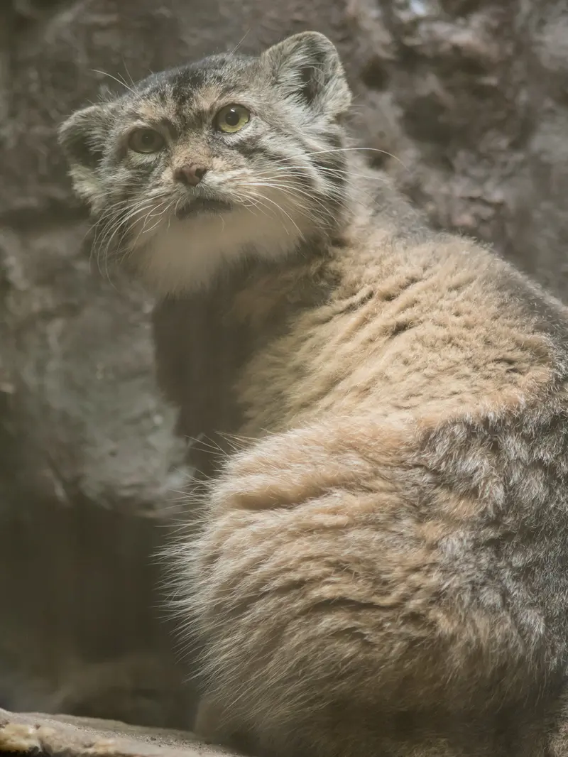 恩賜上野動物園のプリームラの写真