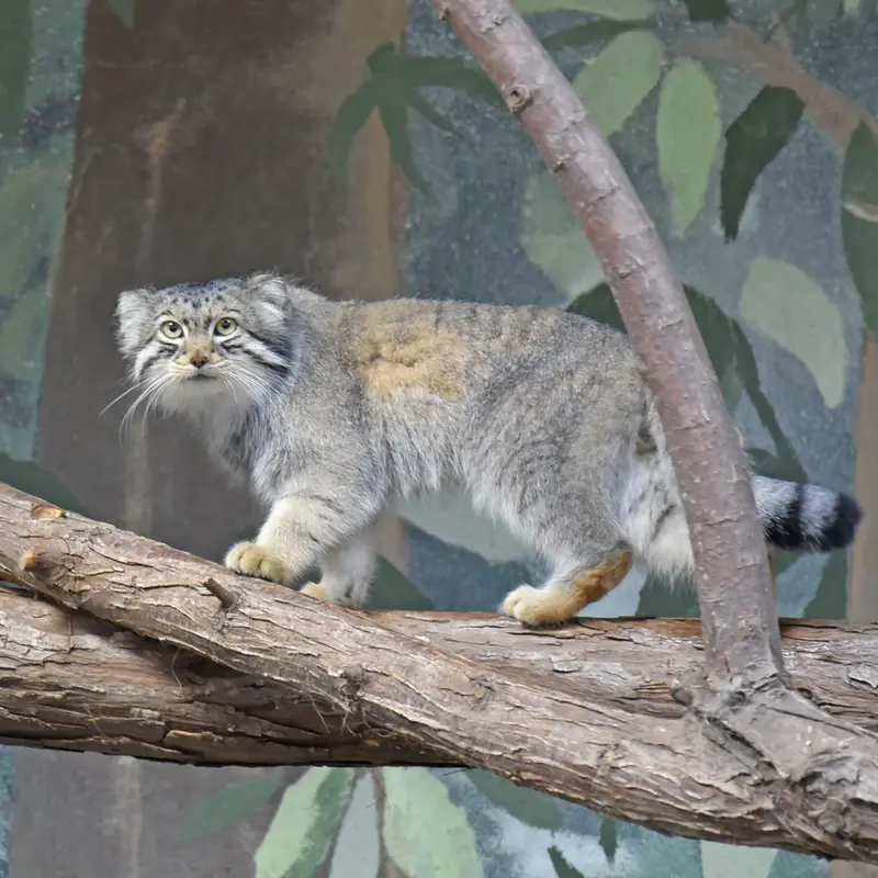 バーミンガム動物園のバタールの写真