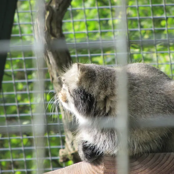 ザールブリュッケン動物園のカール・ハインツの写真